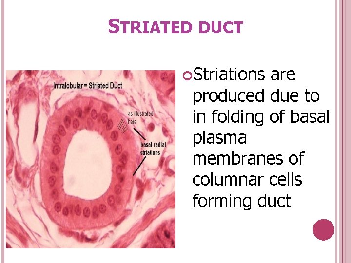 STRIATED DUCT Striations are produced due to in folding of basal plasma membranes of
