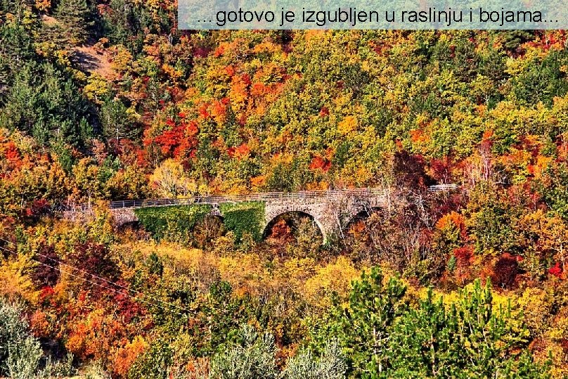…gotovo je izgubljen u raslinju i bojama… 