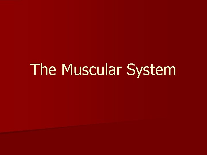 The Muscular System 