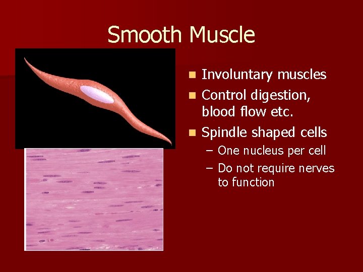 Smooth Muscle Involuntary muscles n Control digestion, blood flow etc. n Spindle shaped cells