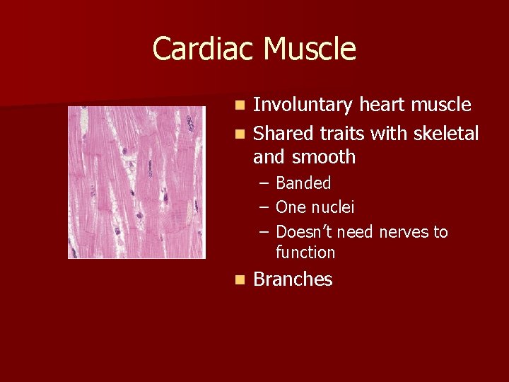 Cardiac Muscle Involuntary heart muscle n Shared traits with skeletal and smooth n –
