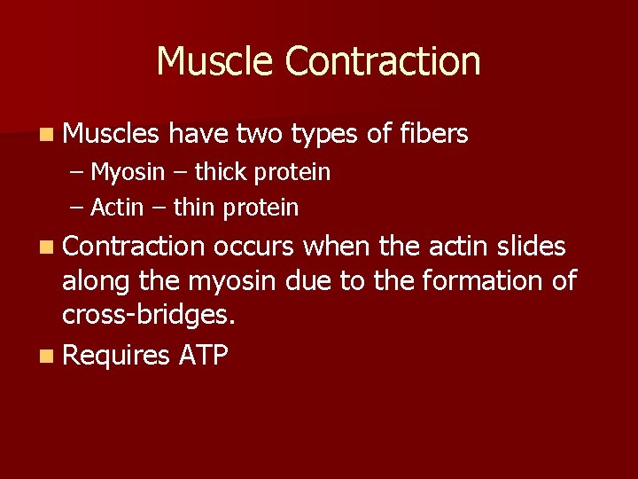 Muscle Contraction n Muscles have two types of fibers – Myosin – thick protein