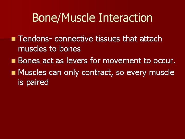 Bone/Muscle Interaction n Tendons- connective tissues that attach muscles to bones n Bones act