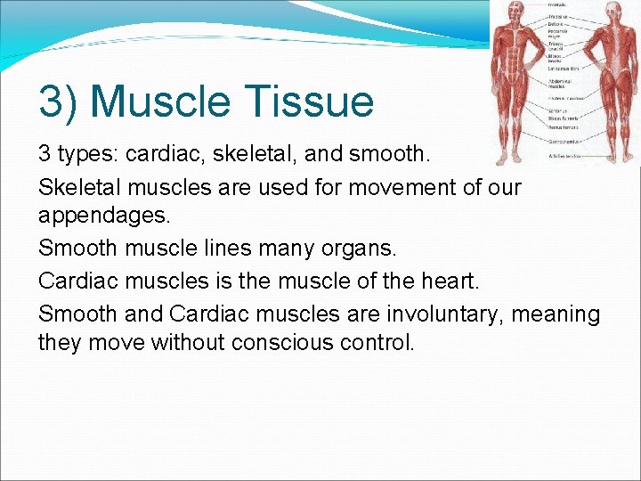 3) Muscle Tissue 3 types: cardiac, skeletal, and smooth. Skeletal muscles are used for