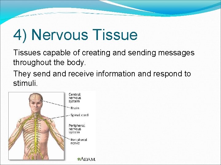 4) Nervous Tissues capable of creating and sending messages throughout the body. They send