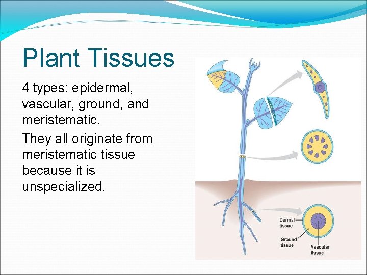 Plant Tissues 4 types: epidermal, vascular, ground, and meristematic. They all originate from meristematic