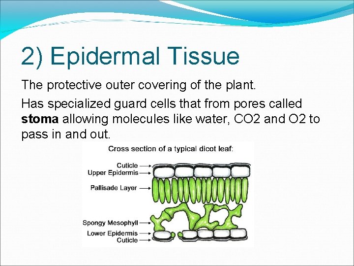 2) Epidermal Tissue The protective outer covering of the plant. Has specialized guard cells