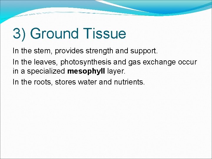 3) Ground Tissue In the stem, provides strength and support. In the leaves, photosynthesis