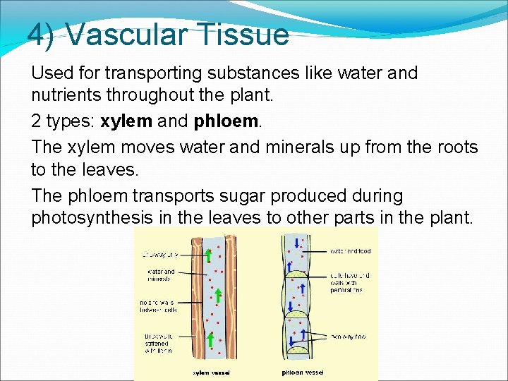 4) Vascular Tissue Used for transporting substances like water and nutrients throughout the plant.