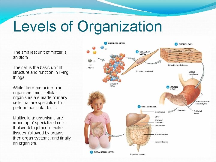 Levels of Organization The smallest unit of matter is an atom. The cell is
