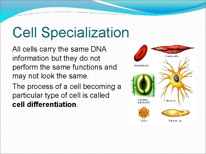 Cell Specialization All cells carry the same DNA information but they do not perform