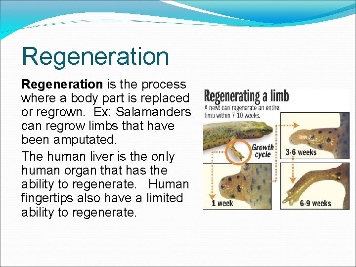 Regeneration is the process where a body part is replaced or regrown. Ex: Salamanders