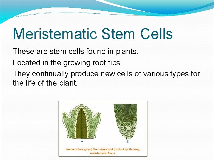 Meristematic Stem Cells These are stem cells found in plants. Located in the growing