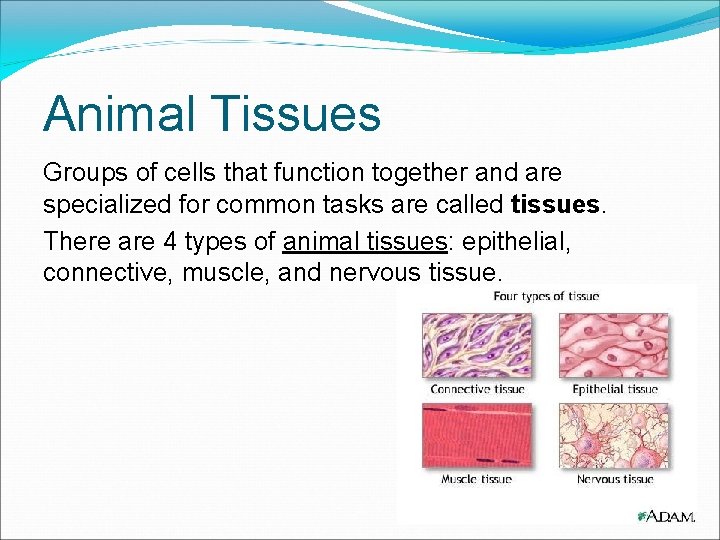 Animal Tissues Groups of cells that function together and are specialized for common tasks