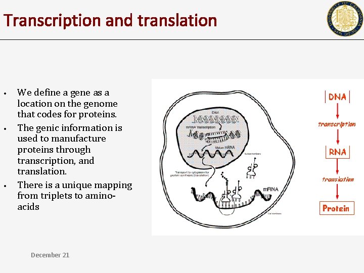 Transcription and translation • • • We define a gene as a location on