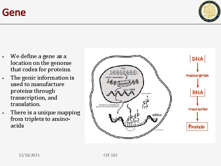 Gene • • • We define a gene as a location on the genome