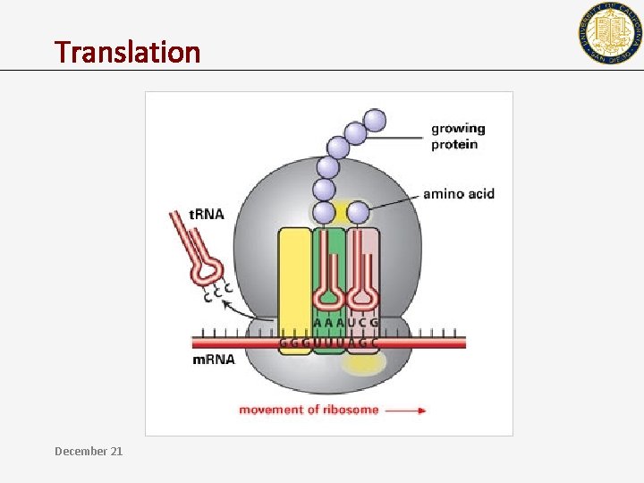 Translation December 21 