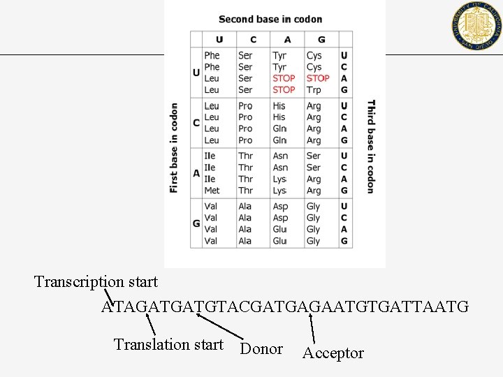 Transcription start ATAGATGATGTACGATGAGAATGTGATTAATG Translation start Donor Acceptor 