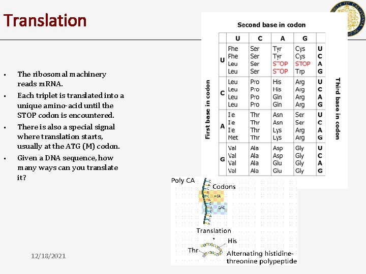 Translation • • The ribosomal machinery reads m. RNA. Each triplet is translated into