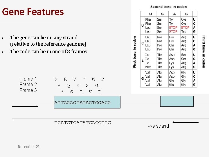 Gene Features • • The gene can lie on any strand (relative to the