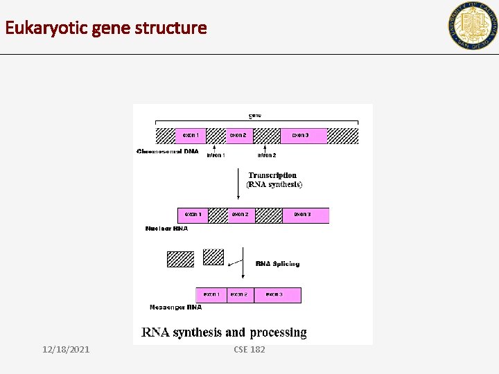 Eukaryotic gene structure 12/18/2021 CSE 182 