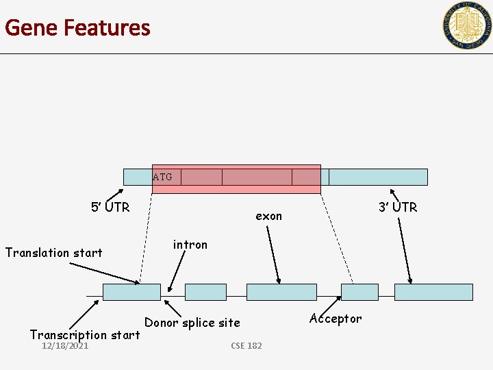 Gene Features ATG 5’ UTR Translation start Transcription start 12/18/2021 3’ UTR exon intron