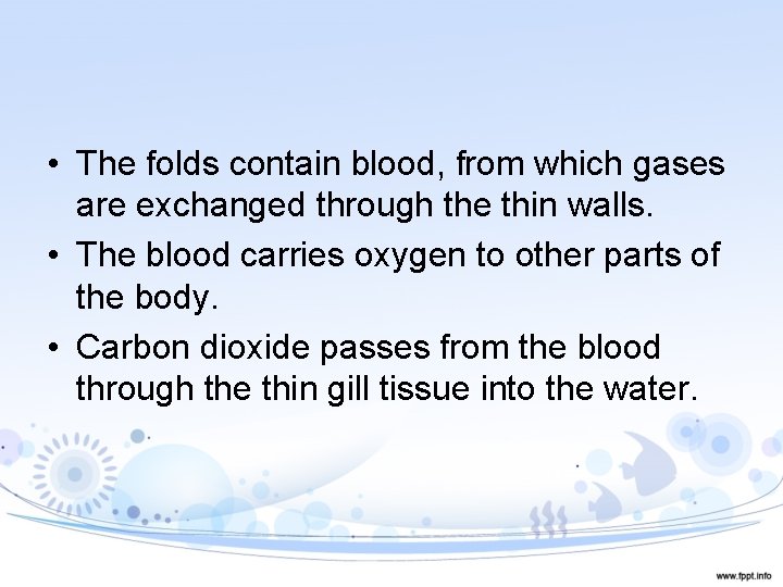  • The folds contain blood, from which gases are exchanged through the thin