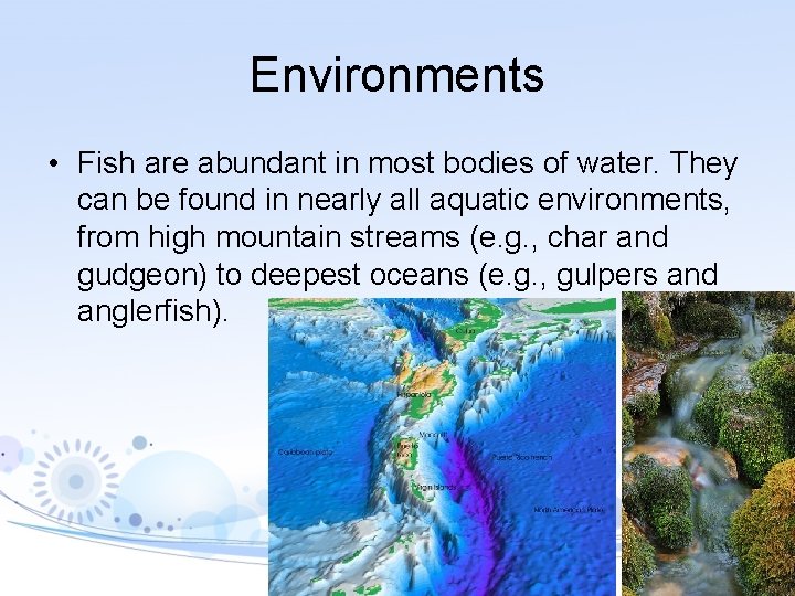 Environments • Fish are abundant in most bodies of water. They can be found