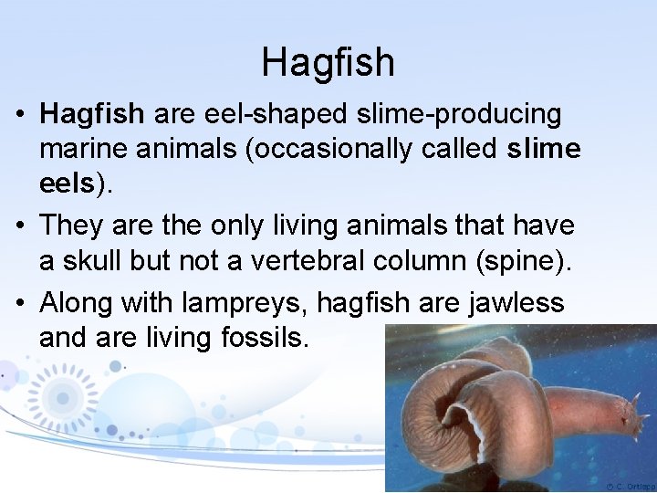 Hagfish • Hagfish are eel-shaped slime-producing marine animals (occasionally called slime eels). • They