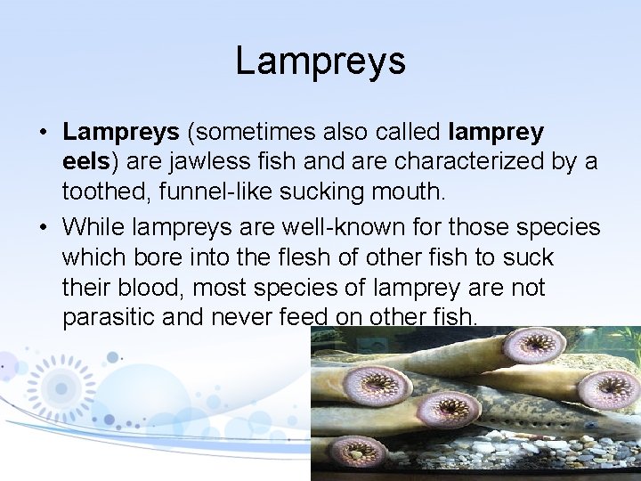 Lampreys • Lampreys (sometimes also called lamprey eels) are jawless fish and are characterized