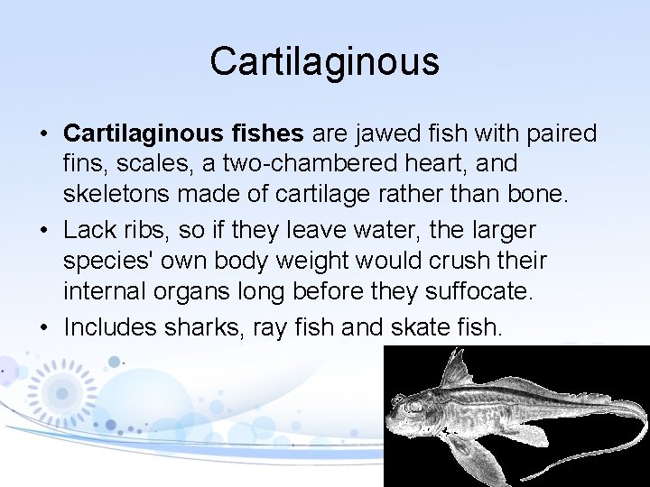 Cartilaginous • Cartilaginous fishes are jawed fish with paired fins, scales, a two-chambered heart,