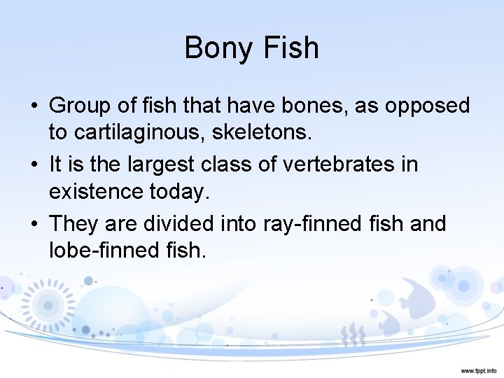 Bony Fish • Group of fish that have bones, as opposed to cartilaginous, skeletons.