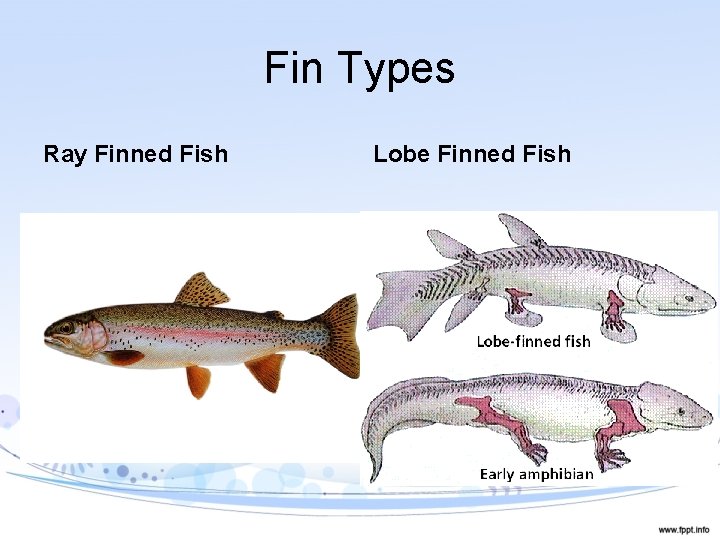 Fin Types Ray Finned Fish Lobe Finned Fish 