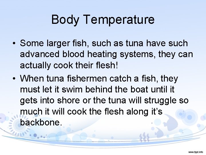 Body Temperature • Some larger fish, such as tuna have such advanced blood heating