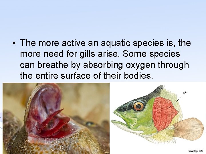  • The more active an aquatic species is, the more need for gills