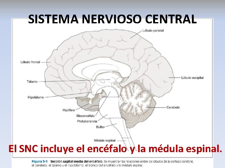 SISTEMA NERVIOSO CENTRAL El SNC incluye el encéfalo y la médula espinal. 