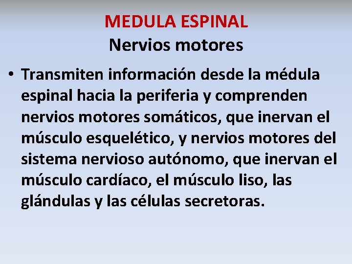 MEDULA ESPINAL Nervios motores • Transmiten información desde la médula espinal hacia la periferia