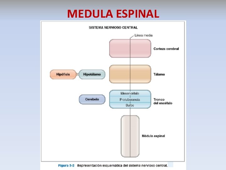 MEDULA ESPINAL Nervios motores 