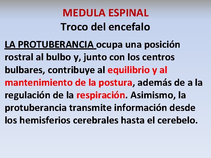 MEDULA ESPINAL Troco del encefalo LA PROTUBERANCIA ocupa una posición rostral al bulbo y,