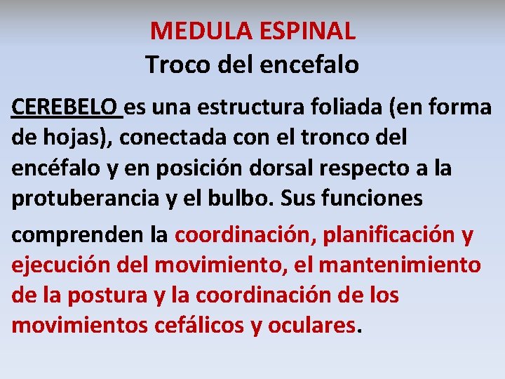 MEDULA ESPINAL Troco del encefalo CEREBELO es una estructura foliada (en forma de hojas),