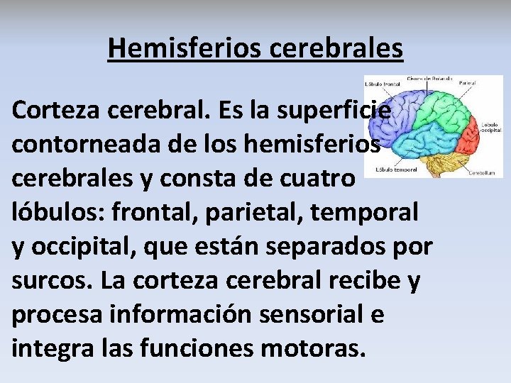 Hemisferios cerebrales Corteza cerebral. Es la superficie contorneada de los hemisferios cerebrales y consta