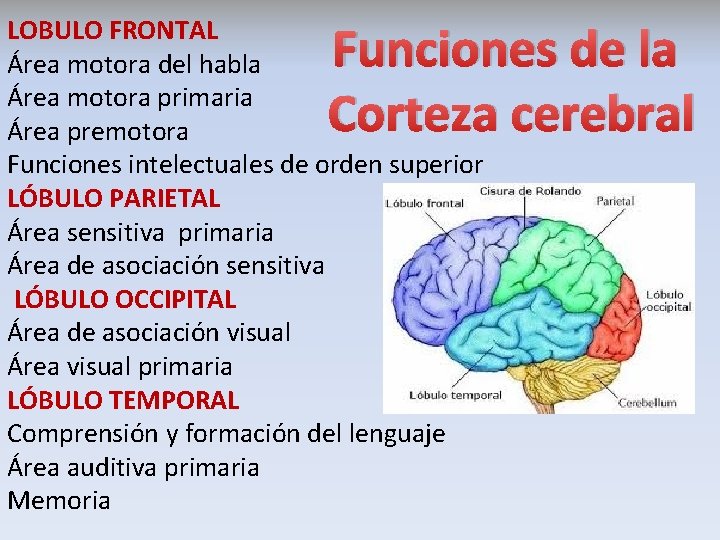 LOBULO FRONTAL Área motora del habla Área motora primaria Área premotora Funciones intelectuales de