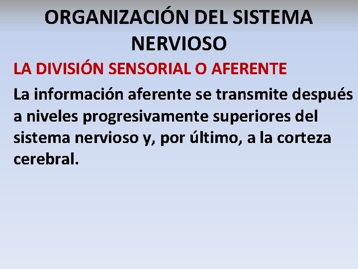 ORGANIZACIÓN DEL SISTEMA NERVIOSO LA DIVISIÓN SENSORIAL O AFERENTE La información aferente se transmite