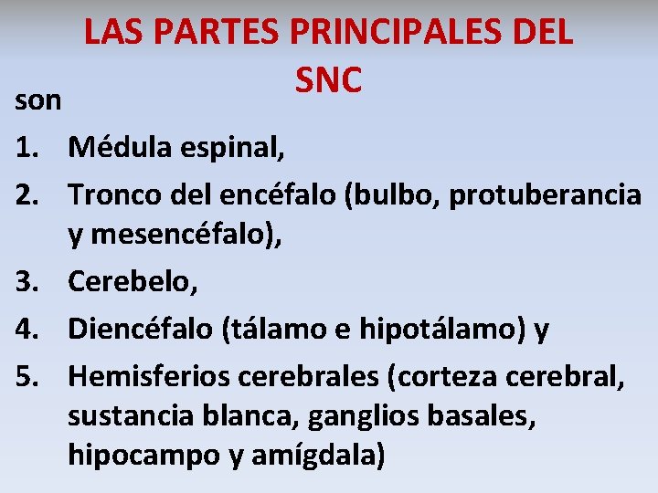 LAS PARTES PRINCIPALES DEL SNC son 1. Médula espinal, 2. Tronco del encéfalo (bulbo,