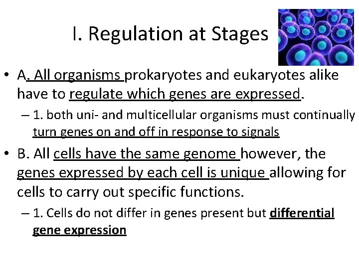 I. Regulation at Stages • A. All organisms prokaryotes and eukaryotes alike have to