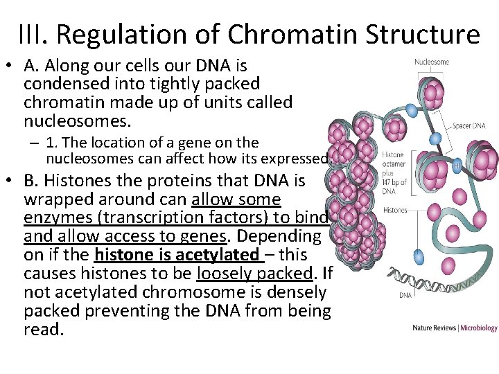 III. Regulation of Chromatin Structure • A. Along our cells our DNA is condensed