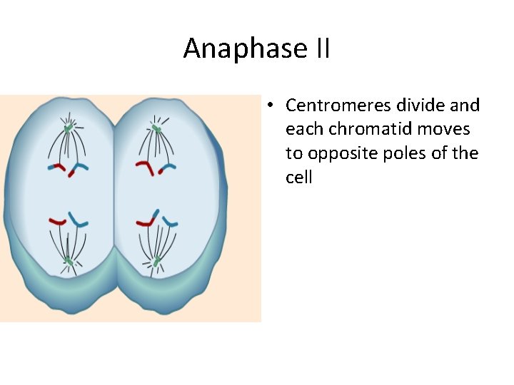 Anaphase II • Centromeres divide and each chromatid moves to opposite poles of the