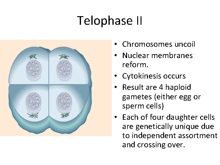 Telophase II • Chromosomes uncoil • Nuclear membranes reform. • Cytokinesis occurs • Result