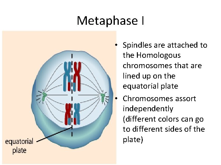 Metaphase I • Spindles are attached to the Homologous chromosomes that are lined up