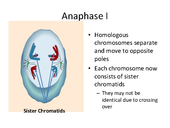 Anaphase I • Homologous chromosomes separate and move to opposite poles • Each chromosome